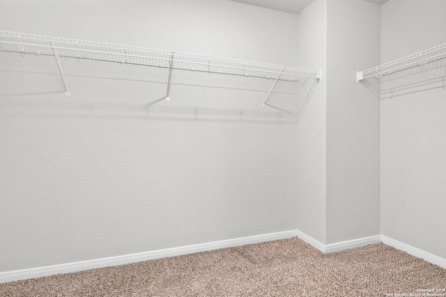 walk in closet featuring carpet flooring