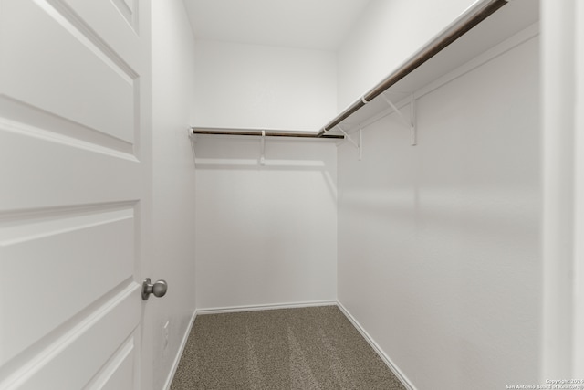 walk in closet featuring carpet flooring