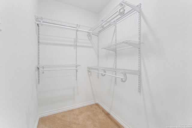 spacious closet featuring carpet