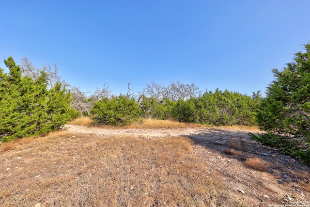 view of local wilderness