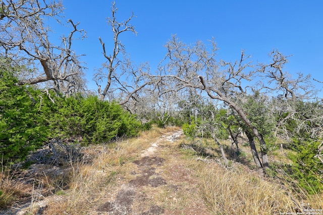 view of local wilderness