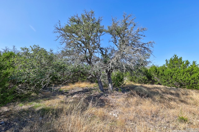 view of local wilderness