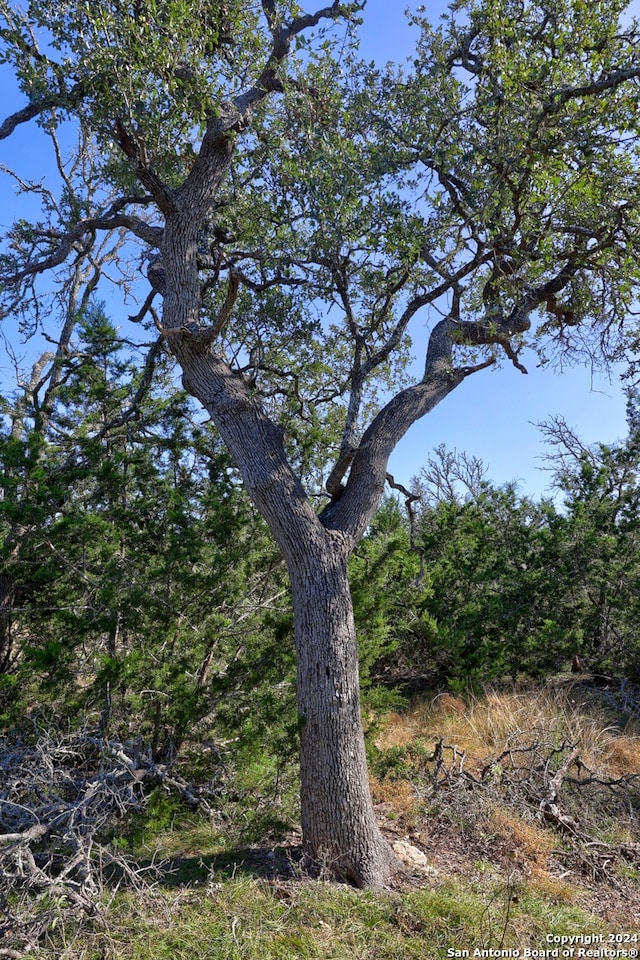 view of local wilderness