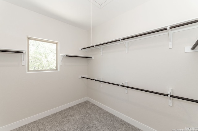 walk in closet with carpet floors