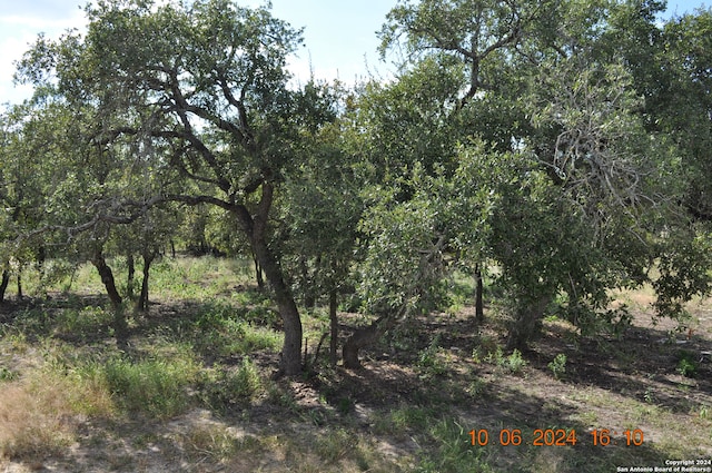 view of local wilderness