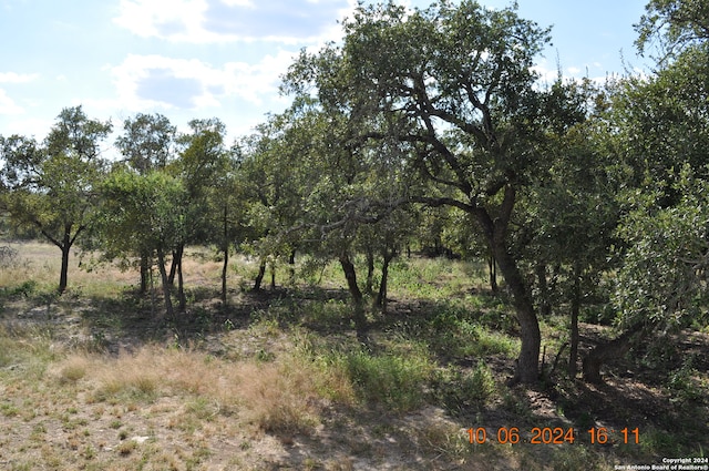 view of local wilderness