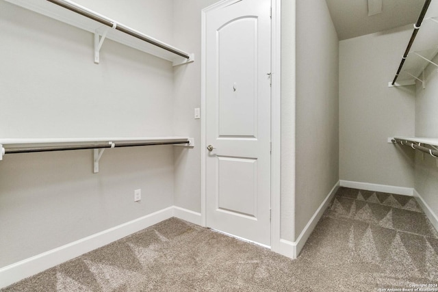 spacious closet featuring carpet floors