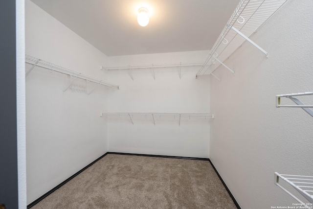 spacious closet featuring carpet