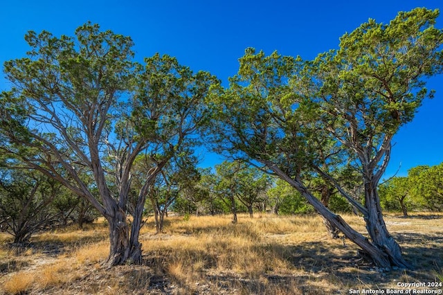 view of local wilderness