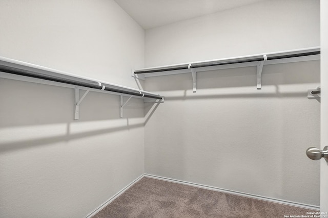 spacious closet featuring carpet flooring