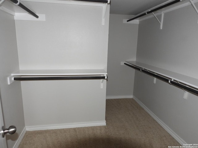 spacious closet featuring carpet flooring