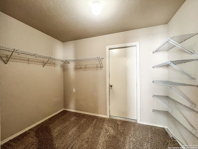 walk in closet featuring carpet flooring