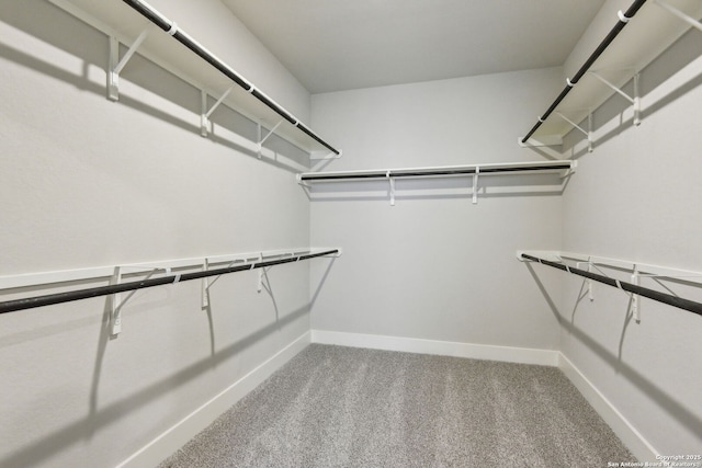 walk in closet with carpet floors