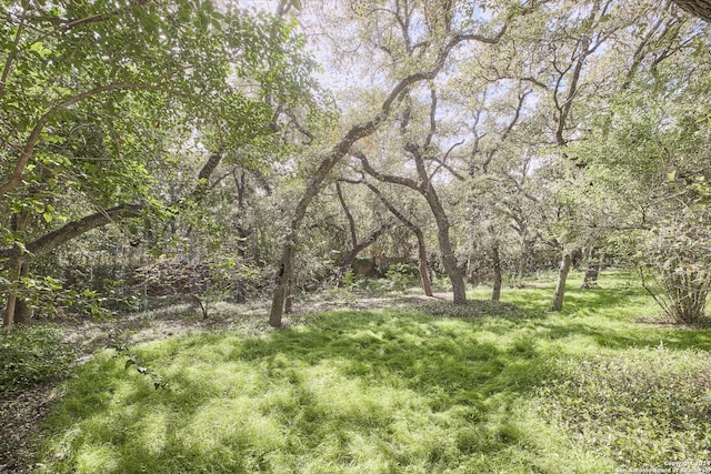 view of local wilderness