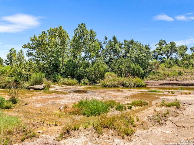 view of local wilderness