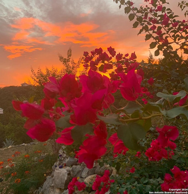 view of nature at dusk