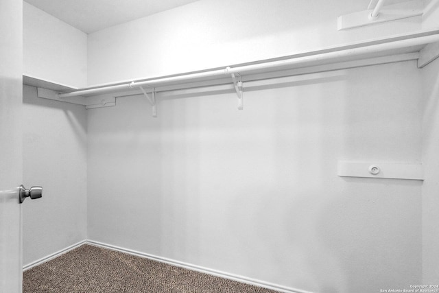 spacious closet featuring carpet flooring