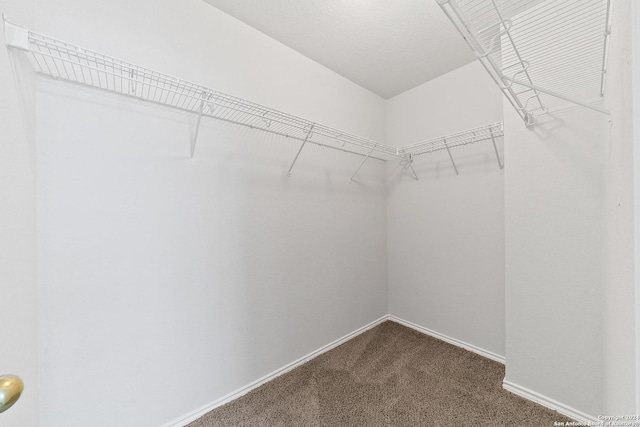 spacious closet with carpet