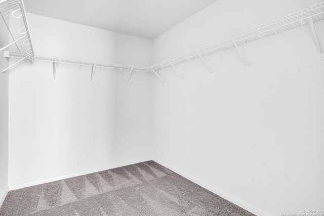 walk in closet with carpet