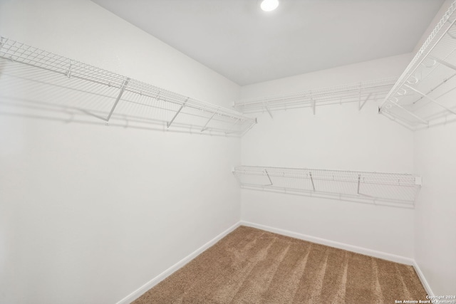 walk in closet with carpet floors