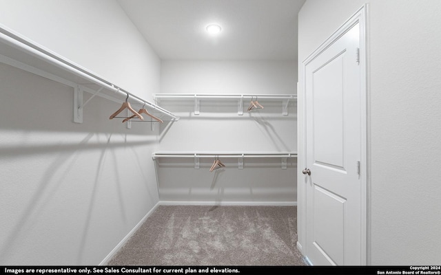 spacious closet featuring carpet flooring