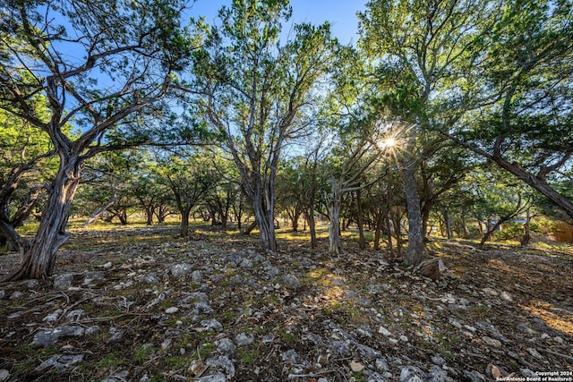 view of local wilderness