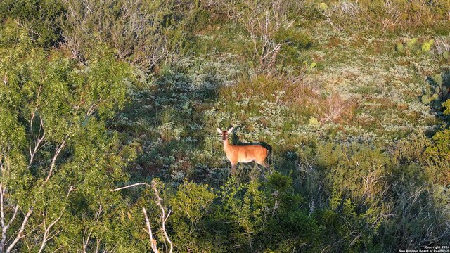 000 Leal Rd, Pleasanton TX, 78064 land for sale