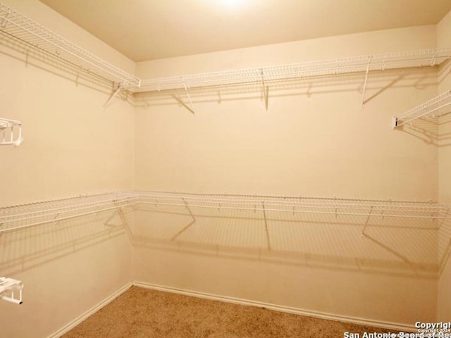 walk in closet featuring carpet flooring