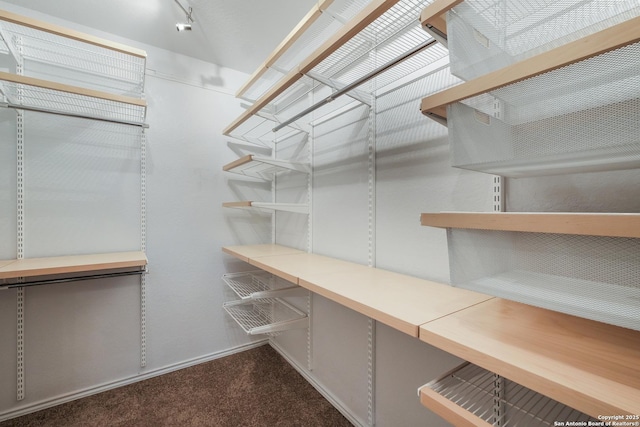 spacious closet featuring carpet flooring