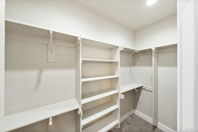 spacious closet featuring carpet flooring