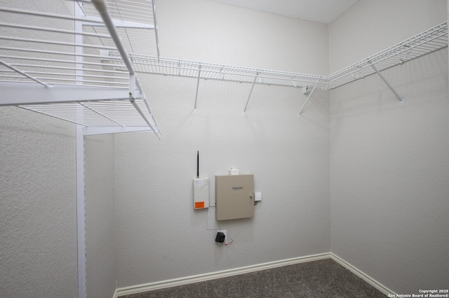 spacious closet featuring carpet floors