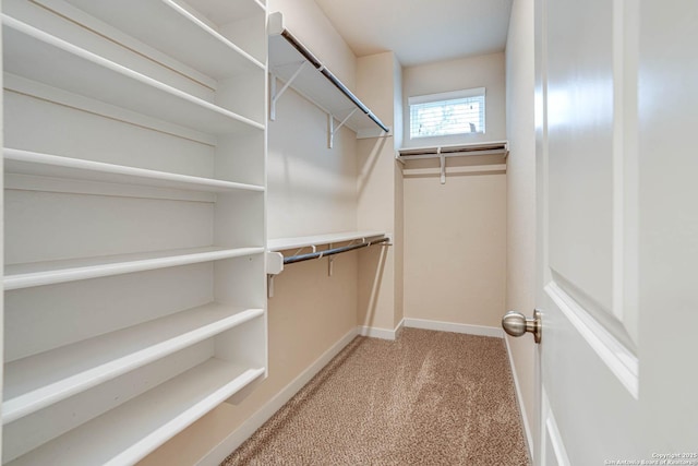 spacious closet featuring light colored carpet