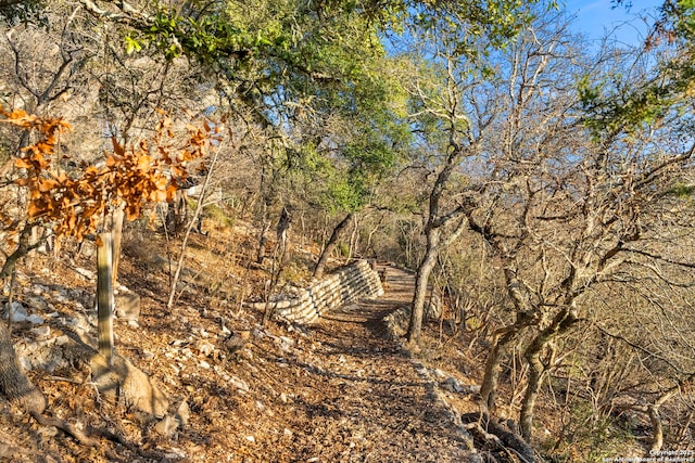 view of local wilderness