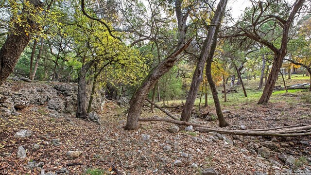 view of local wilderness