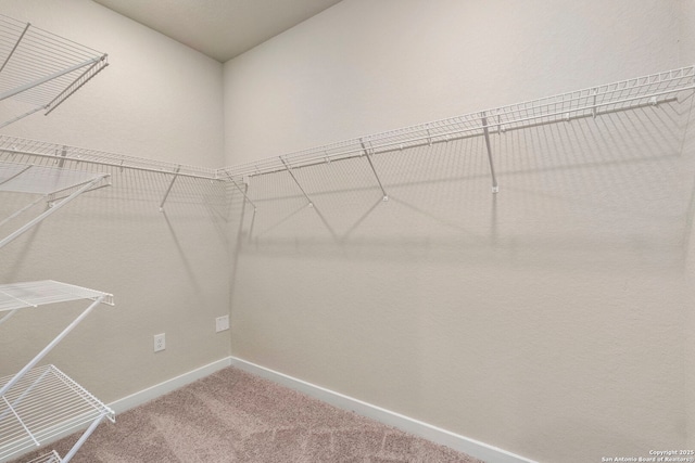 spacious closet featuring carpet floors