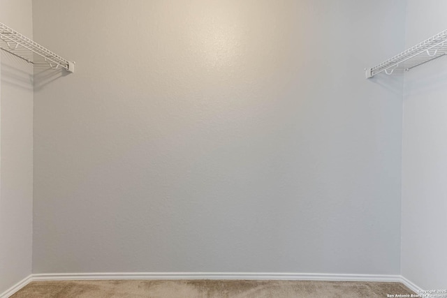 spacious closet featuring carpet floors