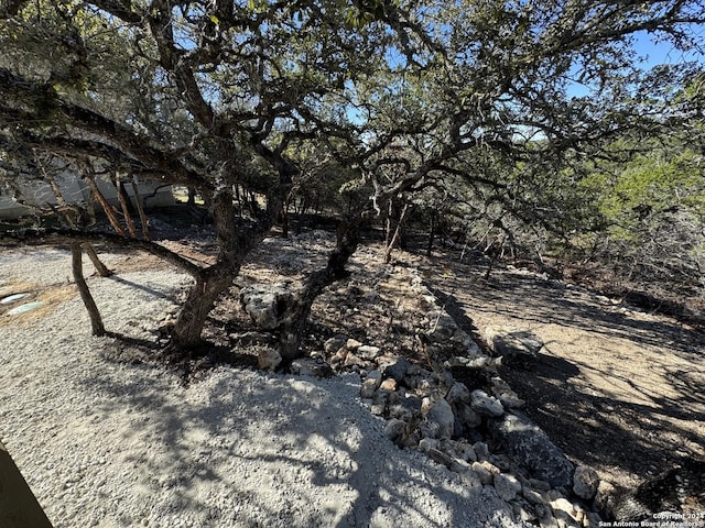 view of local wilderness