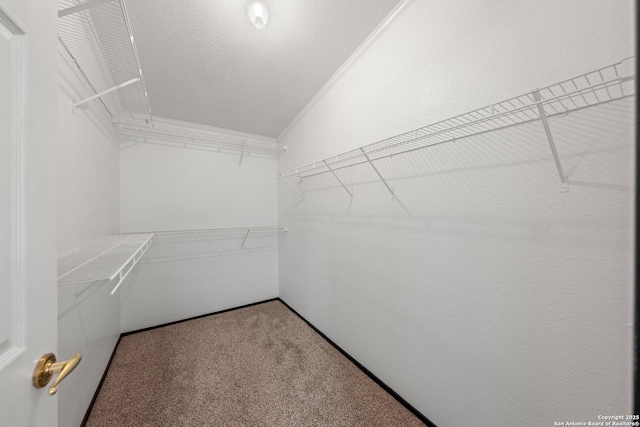 walk in closet featuring carpet floors