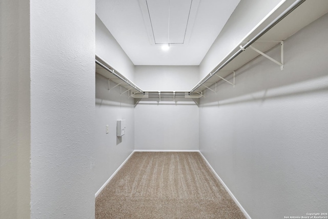 spacious closet featuring carpet