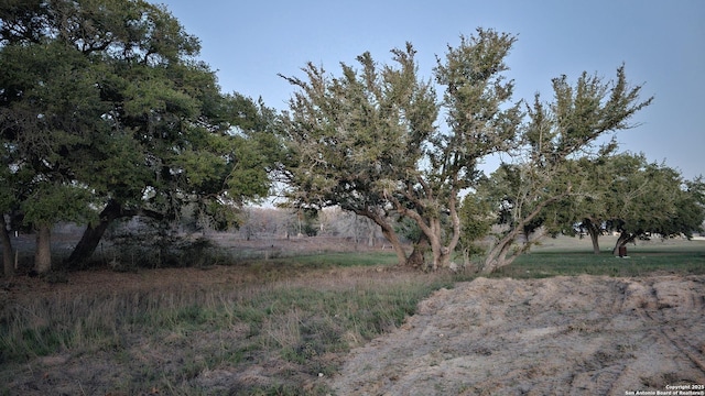 view of local wilderness