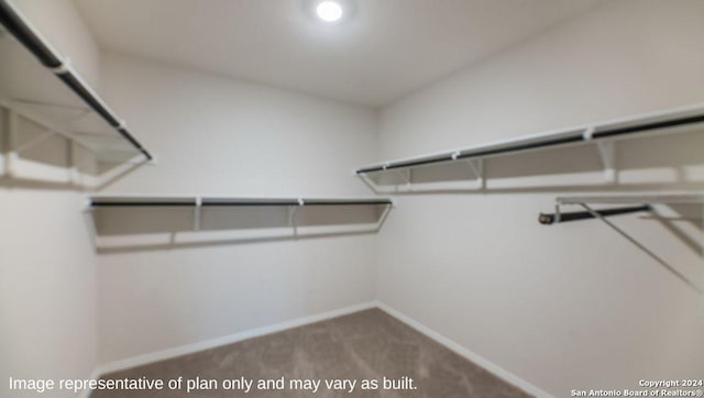 spacious closet featuring carpet floors