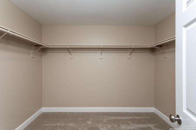 walk in closet with carpet flooring