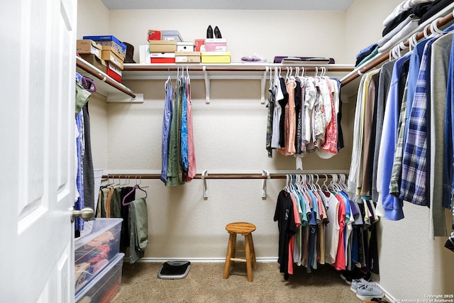 walk in closet with carpet flooring