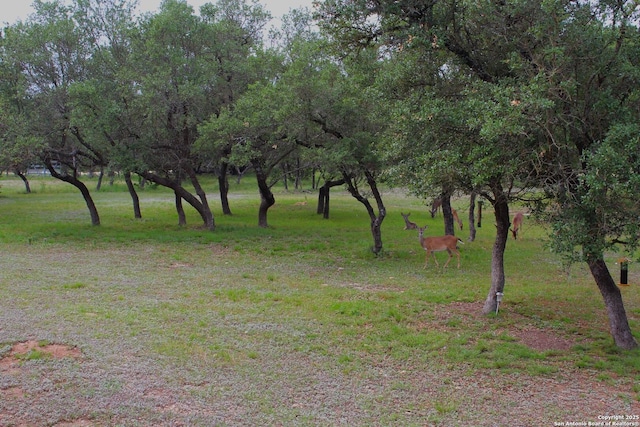 view of local wilderness