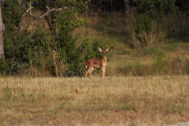 view of nature