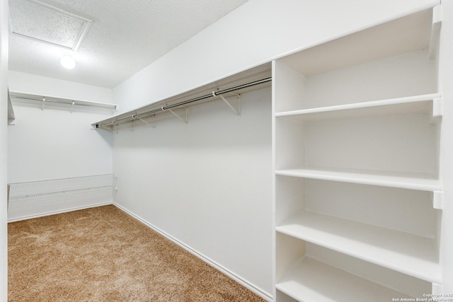 spacious closet featuring carpet flooring