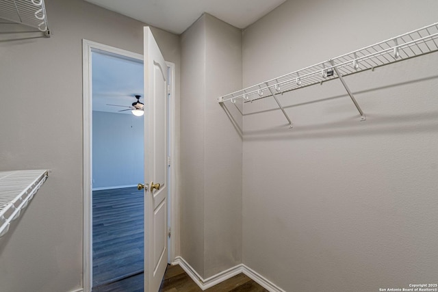 spacious closet featuring ceiling fan and dark hardwood / wood-style floors