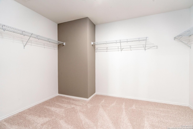 walk in closet featuring carpet flooring