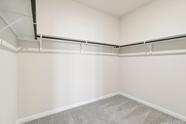 spacious closet featuring carpet floors