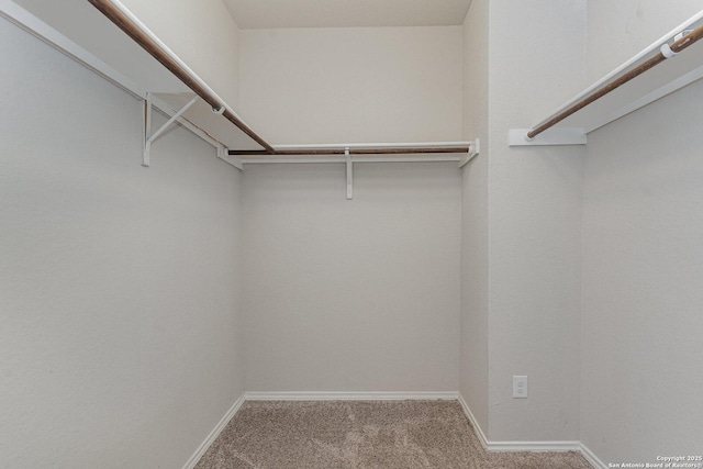 walk in closet featuring carpet floors